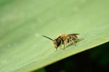 Naklejka premium Insekt - Biene