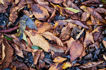 Autumn leaves background. Close up.