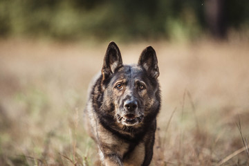 Naklejka premium Schäferhund