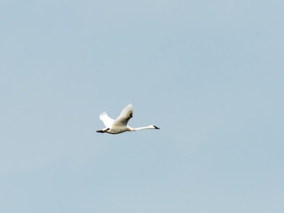 swan in flight