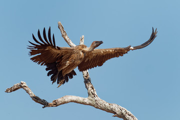 White-backed Vulture - Gyps africanus  is Old World vulture in the family Accipitridae, closely related to the European griffon vulture, standing, landing and flying on the blue sky