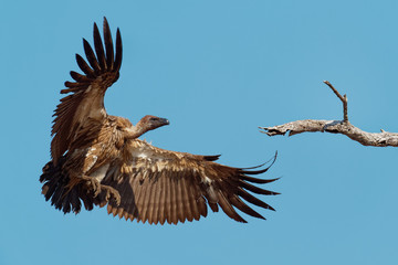 White-backed Vulture - Gyps africanus  is Old World vulture in the family Accipitridae, closely related to the European griffon vulture, standing, landing and flying on the blue sky