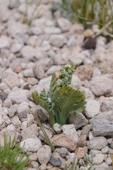 Pumice  Moonwort, 
