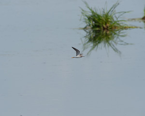 yellowlegs