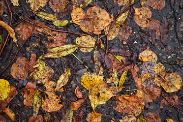 Autumn leaves background. Close up.