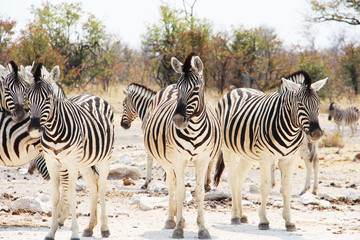 Fototapeta na wymiar African zebras in Namibia