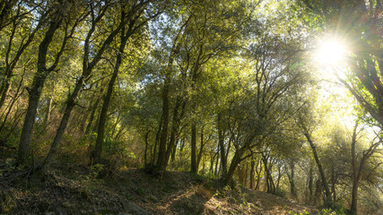 Obraz premium Alcines