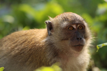 Malaysian monkey
