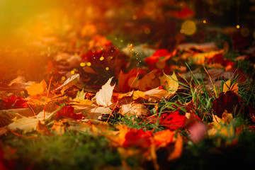 Autumn season. Red, yellow and orange leaves lying on the grass. Bright light and some magic around.