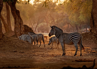 Fototapeta na wymiar Plains Zebra - Equus quagga formerly Equus burchellii, also common zebra, the most common and geographically widespread species of zebra, black and white stripes