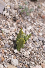 Pumice  Moonwort, 