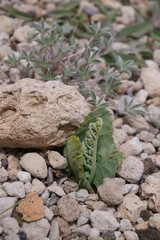 Pumice  Moonwort, 