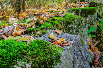 Close-up of moss covered rock outcroppings