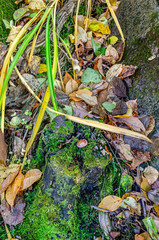 Close-up of moss covered black tree stump between rocks.