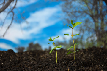 Muda de Goiaba Goiabeira