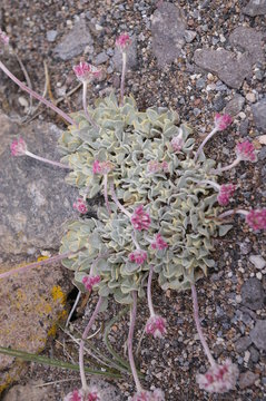 Mountain Buckwheat