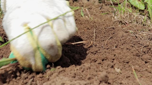 A gardener hands in gloves removes weeds from a ground and spud soil with a tool close up
