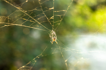 A close-up spider in the center of a web backlit by the sun. Against the background of the river.
