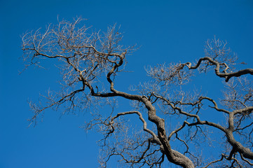 dry tree branches in autumn