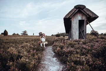 Obraz premium Hund in Heide