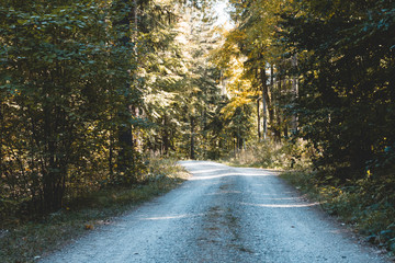 Fototapeta premium Forst droga w słońcu latem w lesie