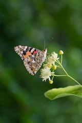 butterfly drinks nectar on a linden tree flower