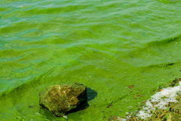 Green algae pollution on the water surface. Ecological concept
