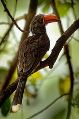 Crowned Hornbill - Tockus Lophoceros alboterminatus  bird with white belly and black back and...