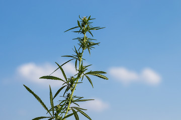 Green hemp leaves close up. Top view with bokeh effect.