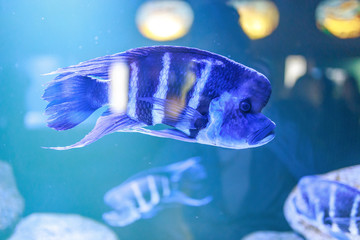 Fisch