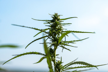 Leaves and inflorescences of wild hemp close-up. Top view with blurry background.