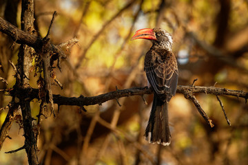 Crowned Hornbill - Tockus Lophoceros alboterminatus  bird with white belly and black back and wings, tips of the long tail feathers are white, beak is red. © phototrip.cz