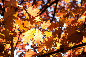 Autumn background with different colour leaves