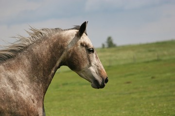Fototapeta premium portrait of a horse