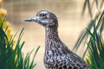 Vogel