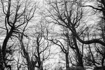 Tree Silhouettes on winter Chill