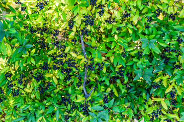 Obraz premium Berries on a bush of common privet plant (Ligustrum vulgare)