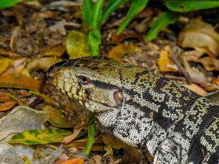 Lagarto do Brasil Parque Estadual Vila Velha PR 
