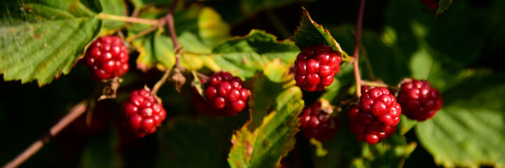 Blackberry fruit growing on branch blackberries in wild