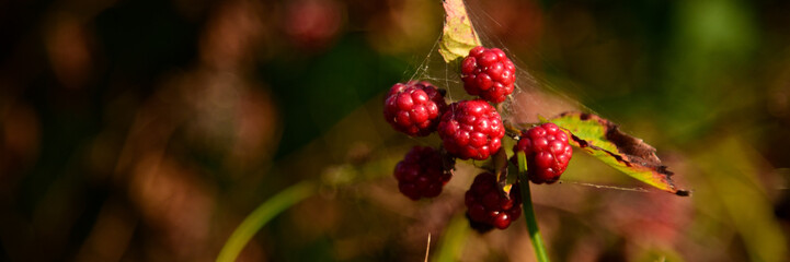 Blackberry fruit growing on branch blackberries in wild