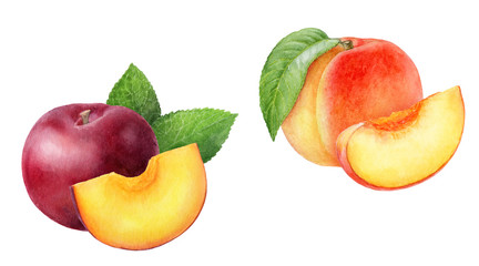 Peach plum set composition watercolor isolated on white background
