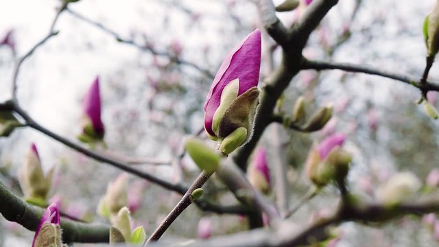 pink magnolia bud, flowers of the pink magnolia, pink magnolia, pink Magnolia flowers on tree branch, Magnolia tree blossom