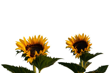 Sunflowers in the morning gentle rays on a white background