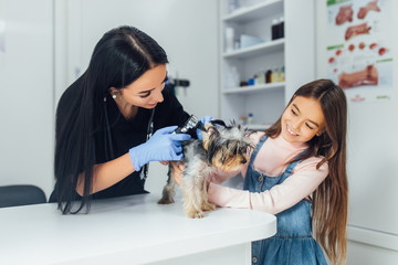 Young woman professional veterinarian and pretty girl check a dog breed yorkshire terrier using otoscope in pet hospital.