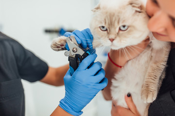 Cat's getting a nail trim. Trimming cat's nails.Cutting off domestic cat's claws.