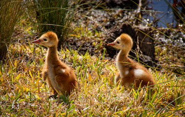 Baby Sandhill Cranes