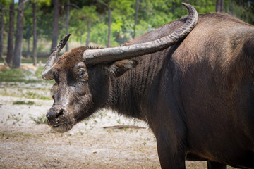Water buffalo