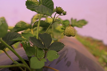 Fresh strawberries in the field.