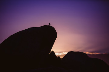 Möve sitzt auf Stein im Sonnenuntergang am Meer