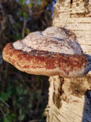 mushrooms on tree